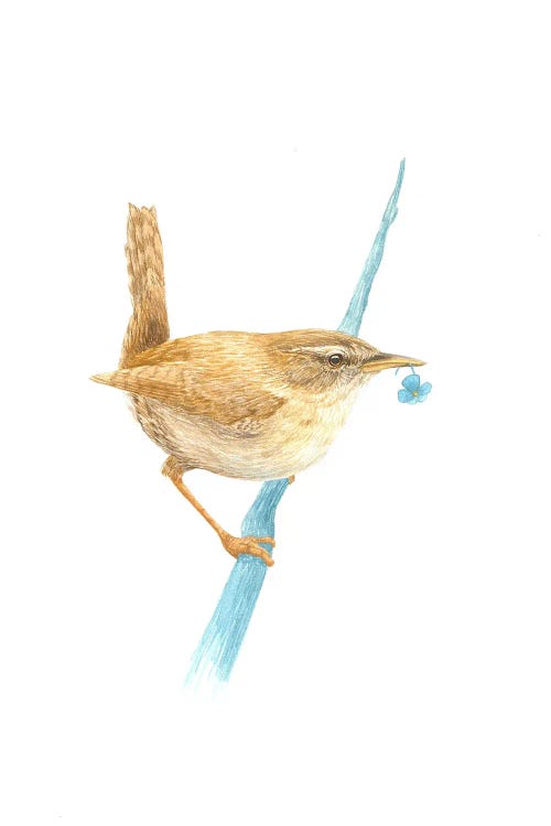 Eurasian Wren With Plastic Flower