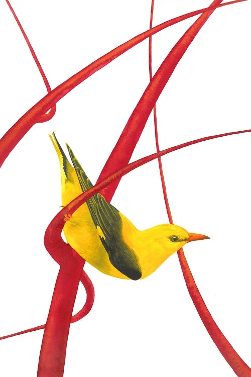 Golden Oriole I