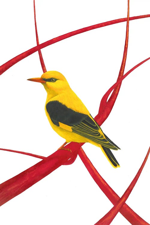 Golden Oriole II