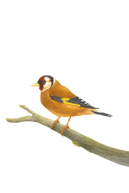 Goldfinch On A Branch