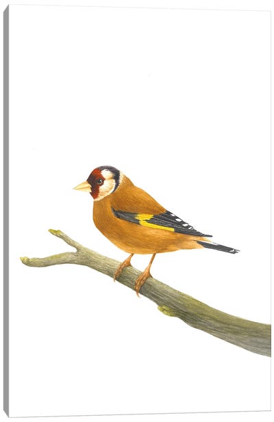 Goldfinch On A Branch Canvas Art Print - Karina Danylchuk