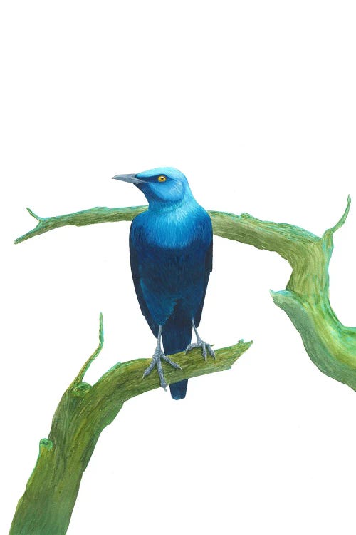 Serious Blue Bird On Branch