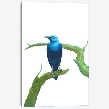Serious Blue Bird On Branch Canvas Print #KDY55} by Karina Danylchuk Canvas Artwork