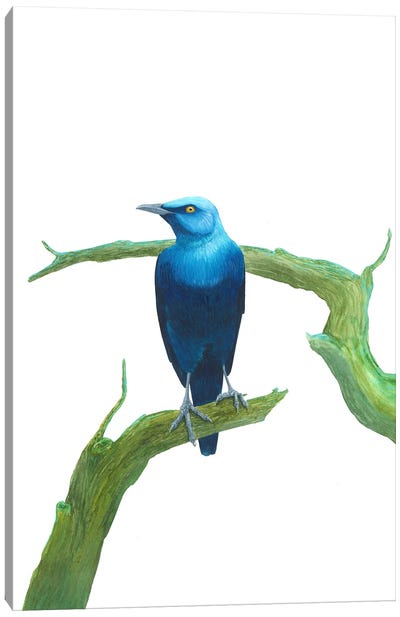 Serious Blue Bird On Branch Canvas Art Print - Karina Danylchuk