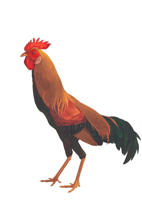 Ukrainian Rooster