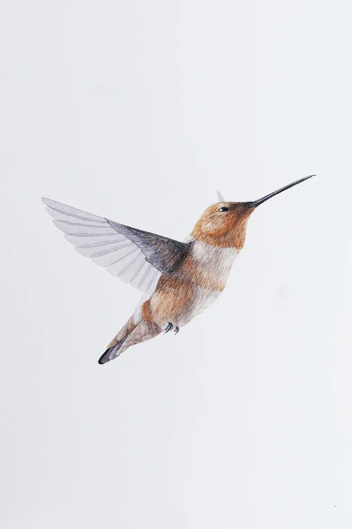 Humming Bird Brown