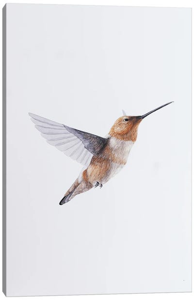 Humming Bird Brown Canvas Art Print - Karina Danylchuk