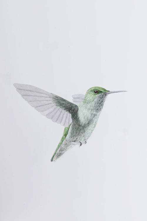 Humming Bird In Flight