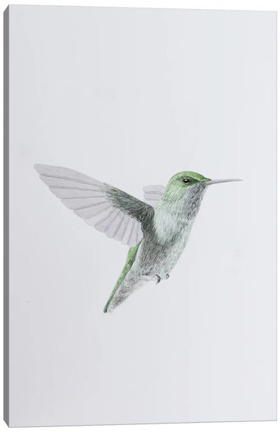 Humming Bird In Flight Canvas Art Print - Karina Danylchuk