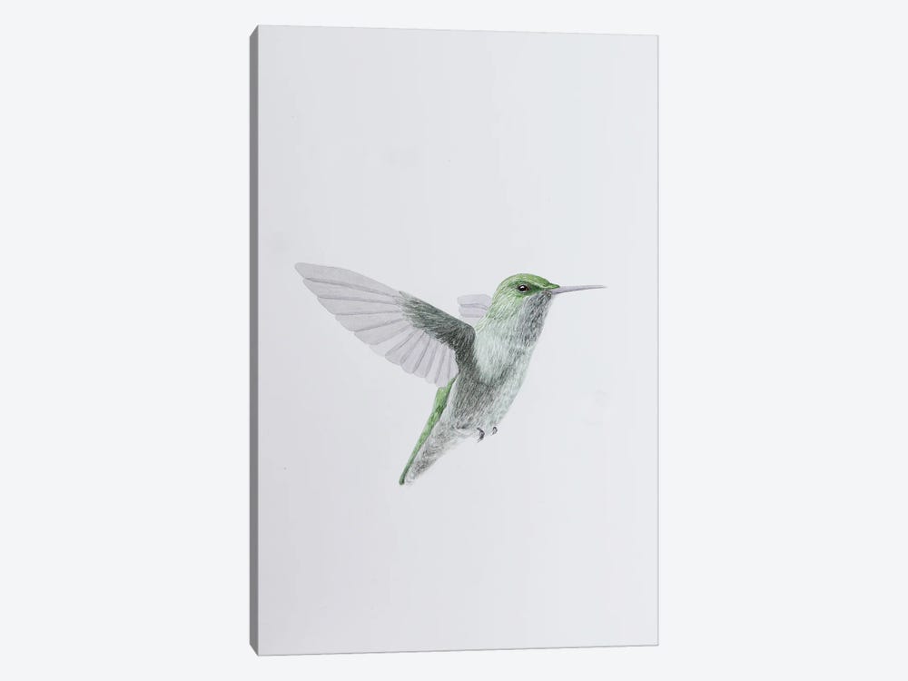Humming Bird In Flight by Karina Danylchuk 1-piece Canvas Artwork