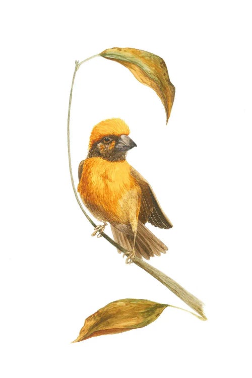 Autumn Little Bird Sketch