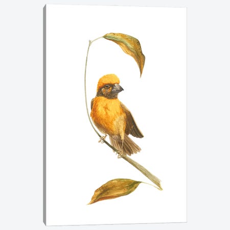 Autumn Little Bird Sketch Canvas Print #KDY70} by Karina Danylchuk Canvas Art Print