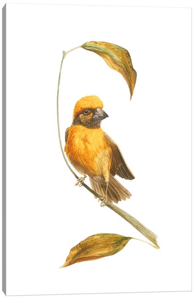 Autumn Little Bird Sketch Canvas Art Print - Karina Danylchuk