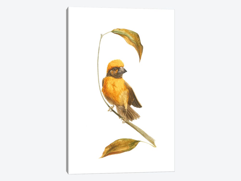 Autumn Little Bird Sketch by Karina Danylchuk 1-piece Canvas Art