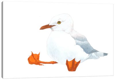 Kiddo Gull Canvas Art Print - Karina Danylchuk