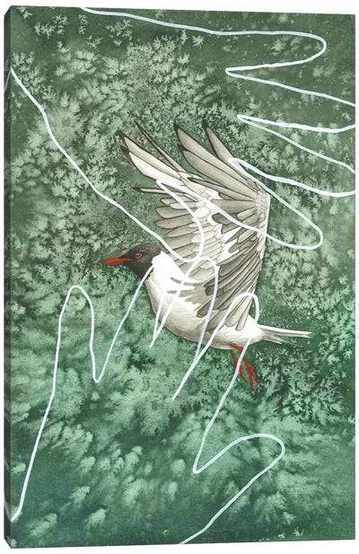 Green Lake Stern Canvas Art Print - Gull & Seagull Art