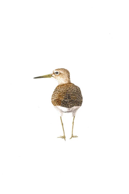 Wood Sandpiper by Karina Danylchuk wall art