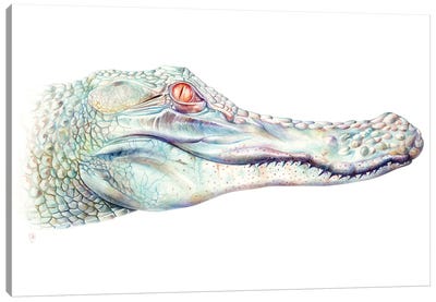 Albino Alligator Canvas Art Print - Reptile & Amphibian Art