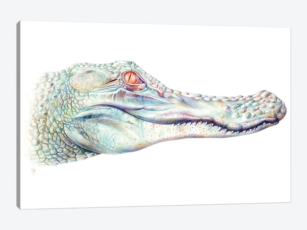 Albino Alligator by Brandon Keehner 1-piece Canvas Art