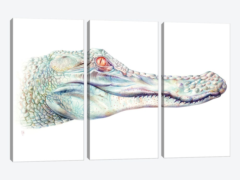 Albino Alligator by Brandon Keehner 3-piece Canvas Artwork