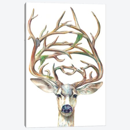 Mule Deer Buck Canvas Print #KEE4} by Brandon Keehner Canvas Art Print