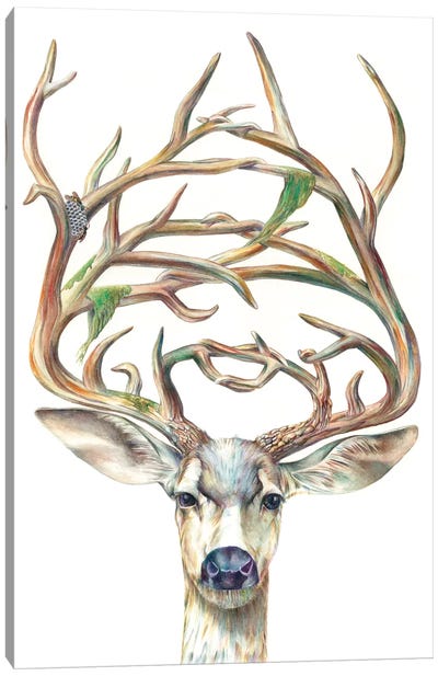Mule Deer Buck Canvas Art Print - Antler Art
