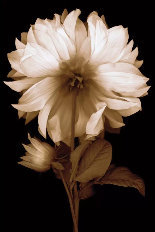 Dahlia II by Caroline Kelly wall art