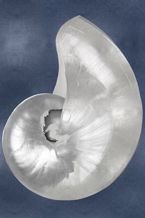 Silver Shell on Indigo Blue I by Caroline Kelly wall art