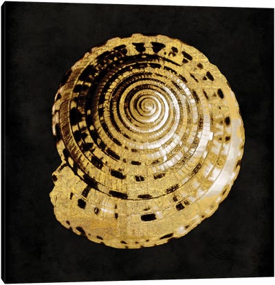 Golden Ocean Gems IV Canvas Art Print - Sea Shell Art