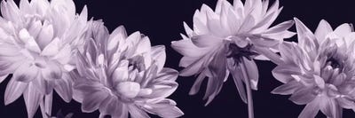 Dahlias