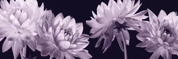 Dahlias
