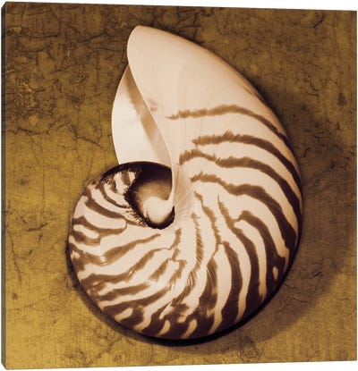 Nautilus Canvas Art Print