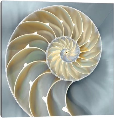 Nautilus In Blue I Canvas Art Print - Nature Close-Up Art