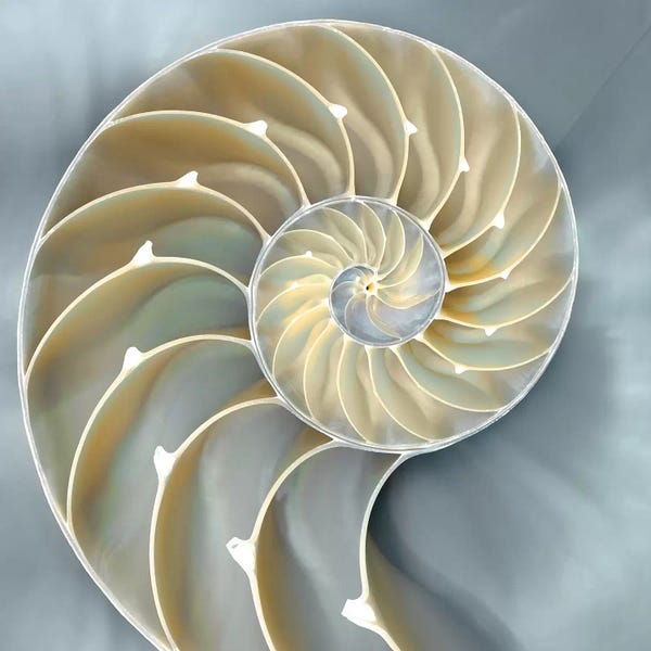 Caroline Kelly: Nautilus In Blue I by Caroline Kelly