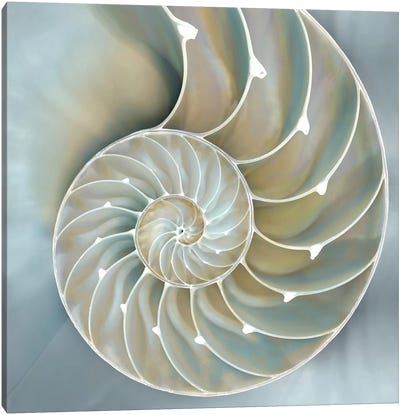 Nautilus In Blue II Canvas Art Print - Sea Shell Art