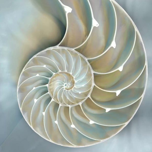 Large Art for Bathroom - Canvas Prints: Nautilus In Blue II by Caroline Kelly