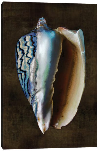 Ocean Treasure I Canvas Art Print - Sea Shell Art