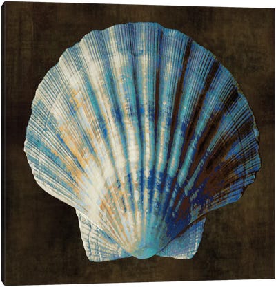 Ocean Treasure II Canvas Art Print - Sea Shell Art