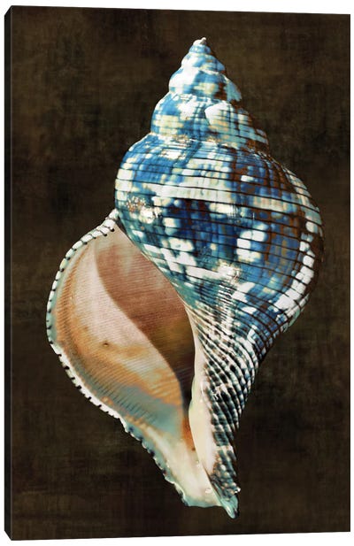 Ocean Treasure III Canvas Art Print - Sea Shell Art