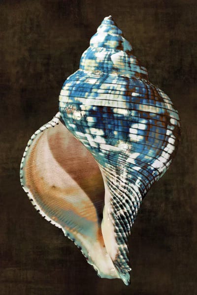 Caroline Kelly: Ocean Treasure III by Caroline Kelly