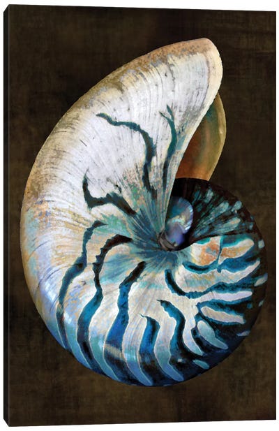 Ocean Treasure IV Canvas Art Print - Sea Shell Art