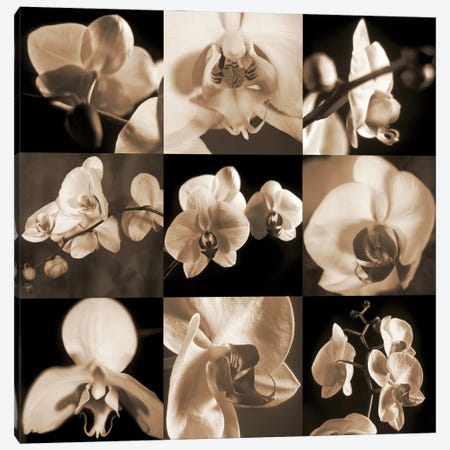 Orchid Bouquet Canvas Print #KEL38} by Caroline Kelly Art Print