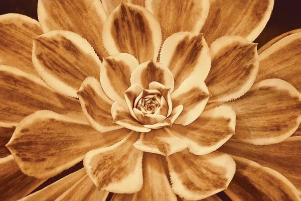 Caroline Kelly: Sedona by Caroline Kelly