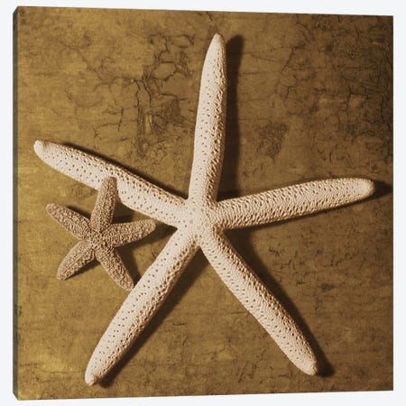 Starfish Canvas Print #KEL47} by Caroline Kelly Art Print