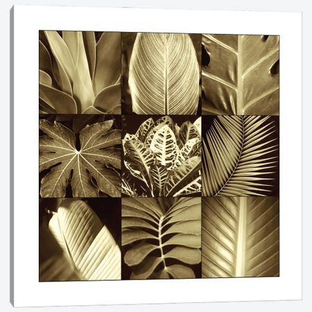 Tropical Leaves II Canvas Print #KEL49} by Caroline Kelly Canvas Wall Art