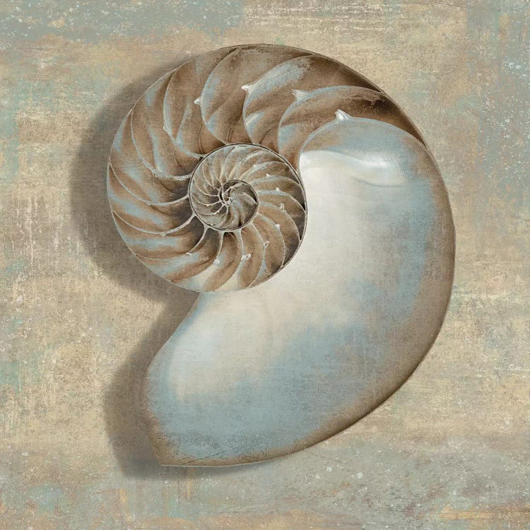 Aqua Nautilus by Caroline Kelly wall art