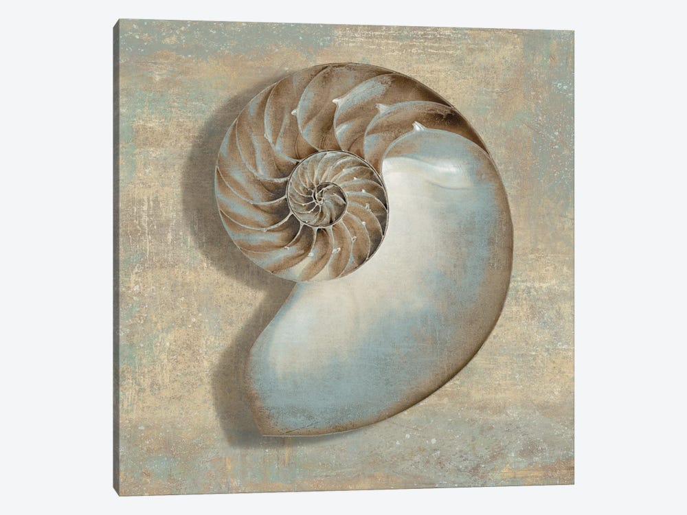 Aqua Nautilus by Caroline Kelly 1-piece Canvas Art