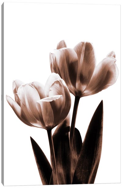 Tulip In Sepia II Canvas Art Print