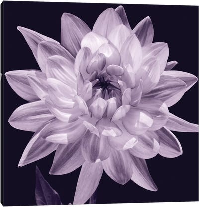 White Dahlia I Canvas Art Print - Caroline Kelly