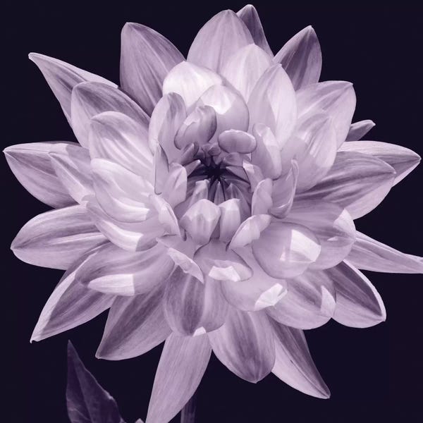 Caroline Kelly: White Dahlia I by Caroline Kelly